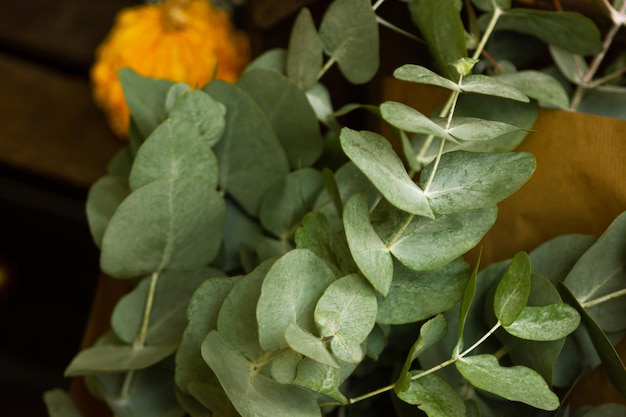 Ramitas de eucalipto con hojas verdes redondas