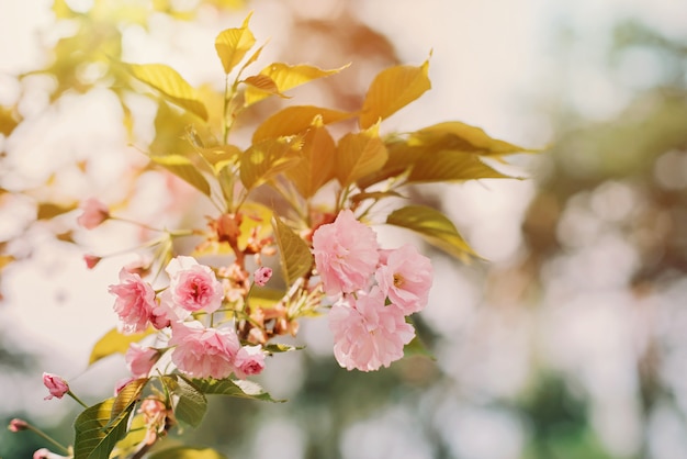 Ramitas de flores de color rosa sakura en el sol. Enfoque selectivo suave. Textura floral de primavera.