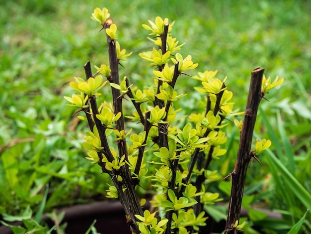 ramitas jóvenes de agracejo Thunberg Berberis thunbergii bush con pequeñas hojas verdes