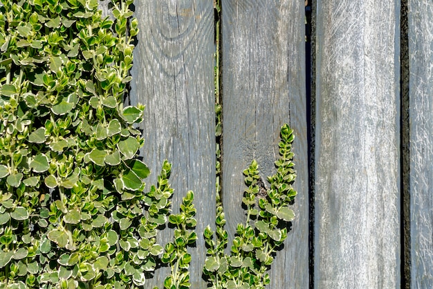 Ramitas jóvenes de una planta con hojas verdes sobre un fondo de madera en un día soleado. Lugar para el texto.