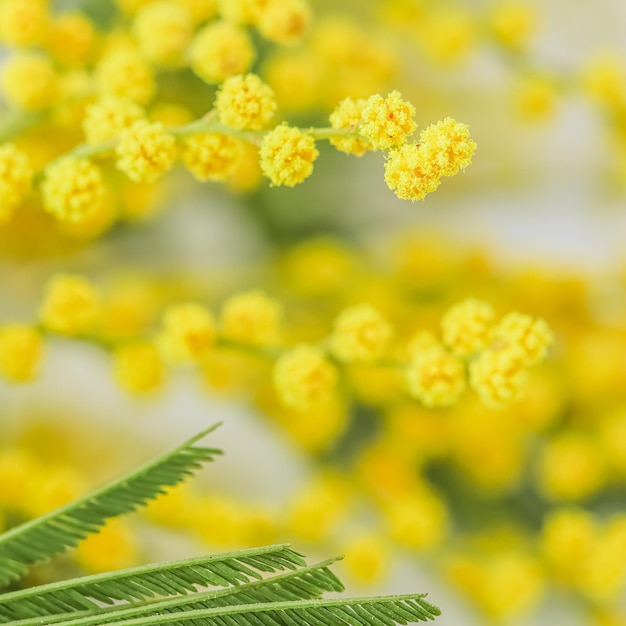 Ramitas de mimosa sobre un fondo blanco Concepto de primavera