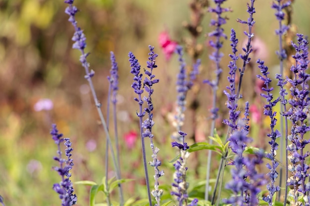 ramitas moradas de lavanda en el jardín. fondo de flores naturales.