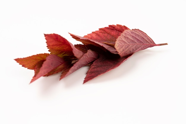 Ramitas de otoño con hojas rojas aisladas en blanco, Parthenocissus quinquefolia