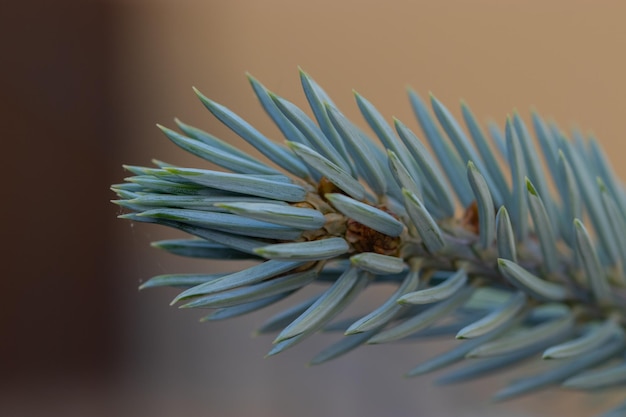 ramitas de pino azul de cerca