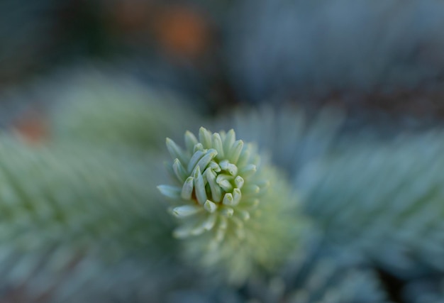 Foto ramitas de pino azul de cerca