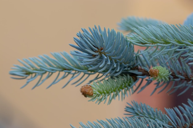 ramitas de pino azul de cerca