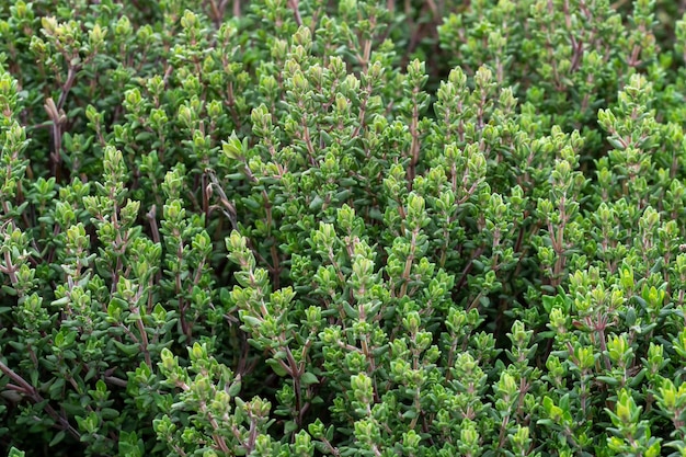 Ramitas de tomillo fresco Thymus Vulgaris