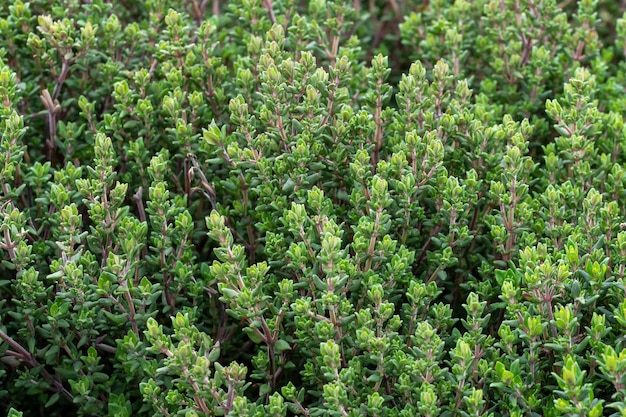 Ramitas de tomillo fresco Thymus Vulgaris