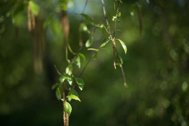 ramitas verdes con hojas de árboles en el bosque