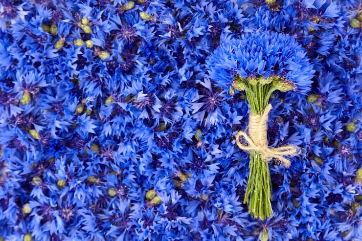 Ramo de acianos naturales frescos en flores azules