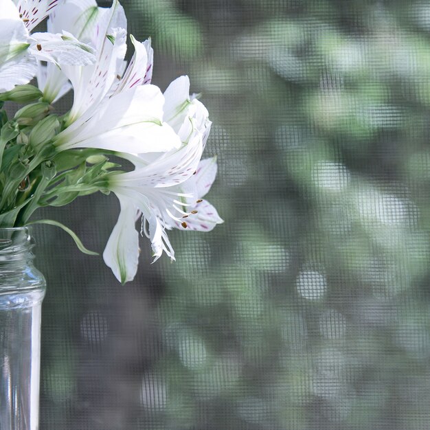 Un ramo de alstroemeria blanco en un frasco de vidrio se encuentra bajo los rayos del sol.