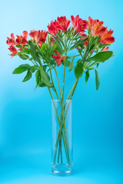 Ramo de alstroemeria roja en un jarrón de vidrio sobre un fondo profundo