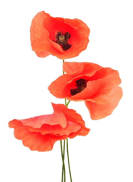Ramo de amapolas rojas silvestres aisladas sobre un fondo blanco Vista superior plana