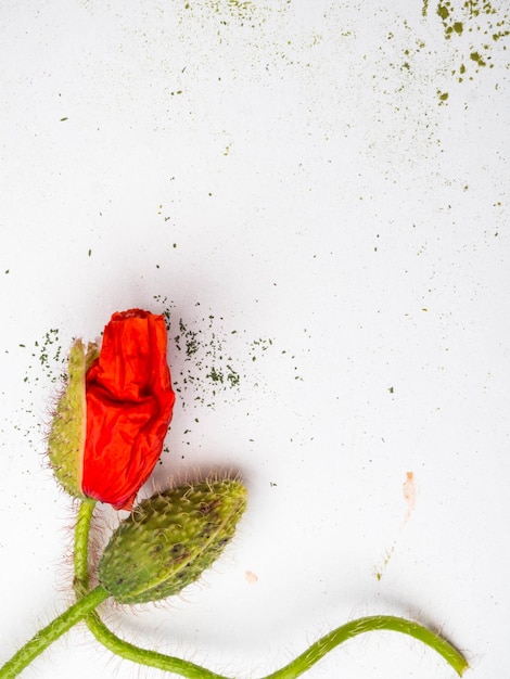 Ramo de amapolas rojas sobre un fondo blanco Flores silvestres