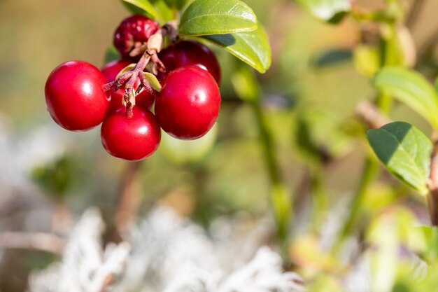 Un ramo de arándanos rojos maduros silvestres en un arbusto Macro