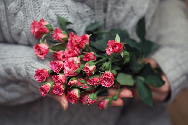 Ramo de arbusto de rosas en manos femeninas sobre un fondo de suéteres de punto