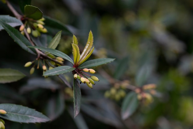 Ramo Barberry Berberis vulgaris com bagas verdes frescas não maduras sobre fundo verde natural