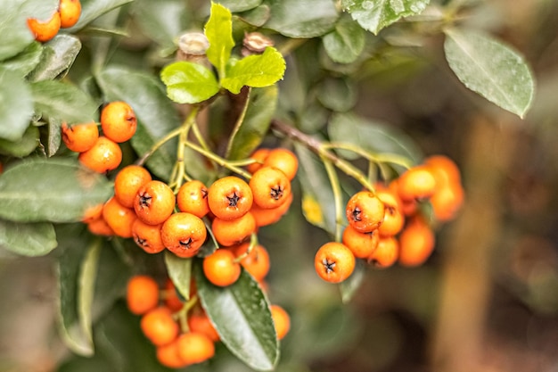 Un ramo de bayas amarillas Pyracantha