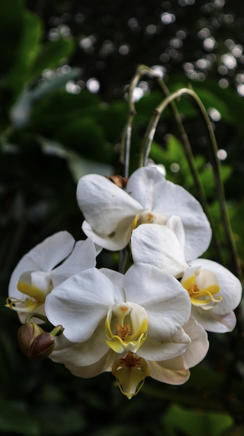 Ramo branco da orquídea Phalaenopsis Cascade na árvore