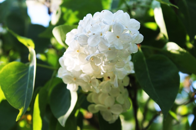 Un ramo brillante de lilas blancas se encuentra con el amanecer soleado