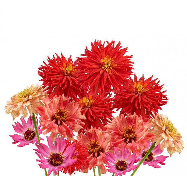 Ramo de brotes amarillos, rosados y rojos de zinnia en flor