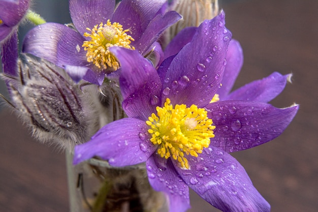 Ramo de campanillas, las primeras flores de primavera, sobre un fondo claro y liso. Una flor que simboliza la llegada de la primavera. Macro