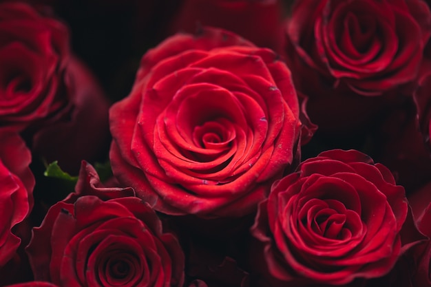 Ramo de cien rosas rojas Celebración de compromiso o boda
