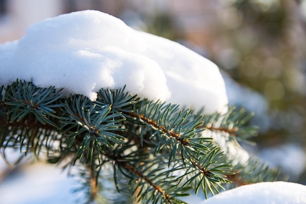 Ramo coberto de neve da árvore de abeto. Árvore de abeto perene de Natal com neve fresca.