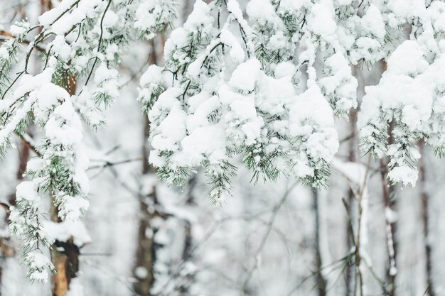 Ramo coberto de neve pesada fresca de pinheiro em um clima de inverno de foco seletivo do espaço da cópia do parque e ...