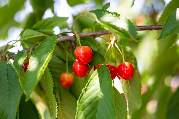 Ramo com cerejas suculentas vermelhas maduras Colheita de pomar de cereja