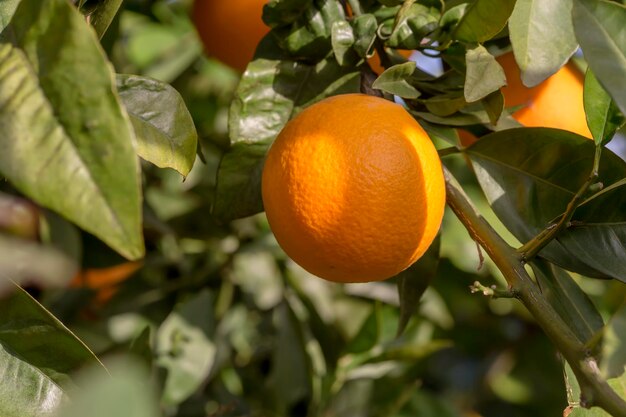 Foto ramo com closeup laranja de amadurecimento