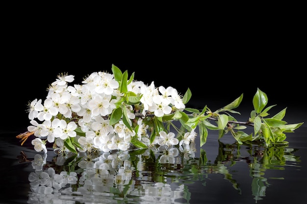 Ramo com flor de cerejeira em um fundo reflexivo preto