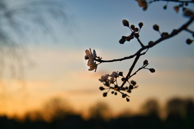 Ramo com flor de cerejeira na árvore frutífera ao pôr do sol Flor na primavera com bokeh