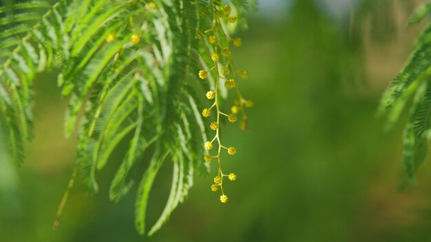 Ramo com flores amarelas de mimosa ou acácia dealbata árvore de acácio dealbata com flores douradas ainda