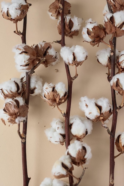 Ramo com flores brancas de algodão fofo em fundo bege plano fundo Delicado fundo de algodão de beleza leve Fibra orgânica natural sementes de algodão para agricultura matérias-primas para fabricação de tecido