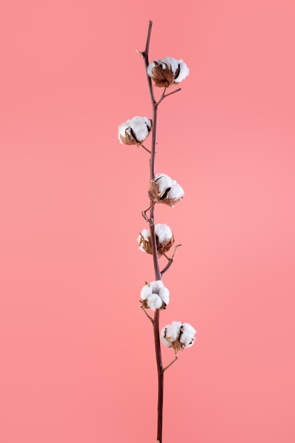 Ramo com flores brancas de algodão macio em fundo rosaDelicado fundo de algodão de beleza leve