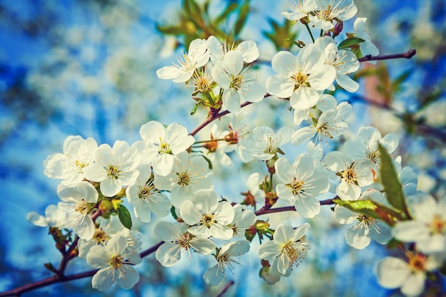 Ramo com flores brancas de fundo floral de cerejeira estilo instagram