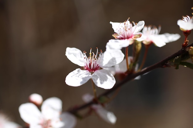 Ramo com flores brancas e folhas verdes frescas Flor fresca perfumada da primavera