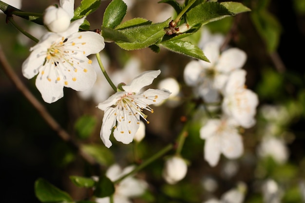 Ramo com flores brancas e folhas verdes frescas flor fresca perfumada da primavera