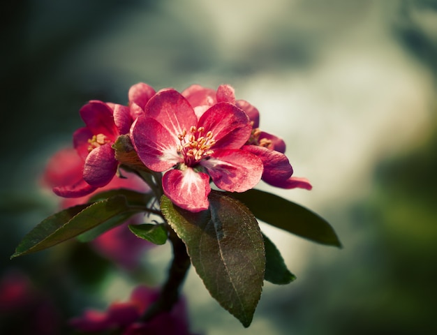 Ramo com flores da primavera flores