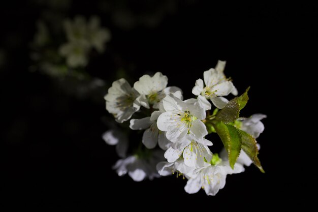 Ramo com flores de damasco