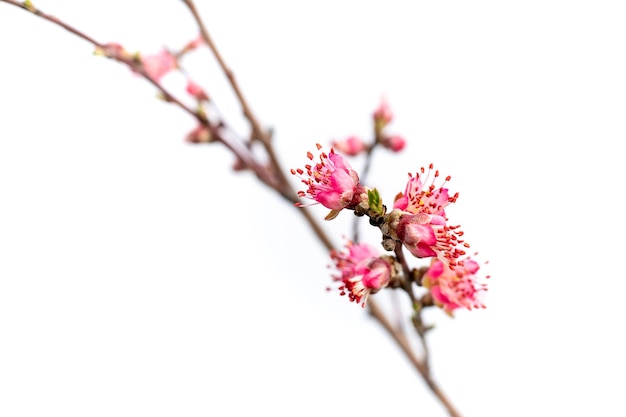 Ramo com flores de pêssego rosa em um fundo branco Flores de árvores frutíferas na primavera