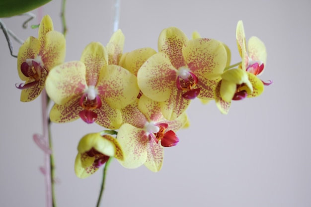 Ramo com flores desabrochando de orquídea amarela phalaenopsis em casa. Copie o espaço em fundo cinza