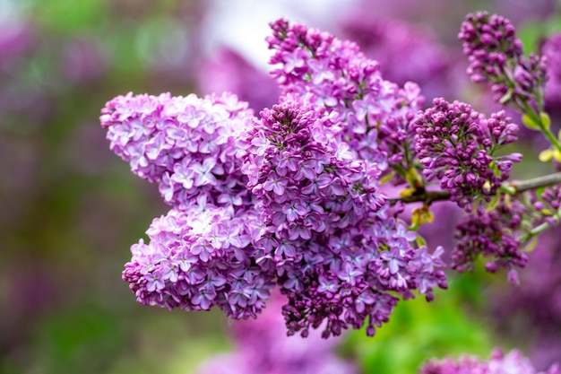 Ramo com flores lilás da primavera flores brilhantes do arbusto lilás da primavera foco suave closeup