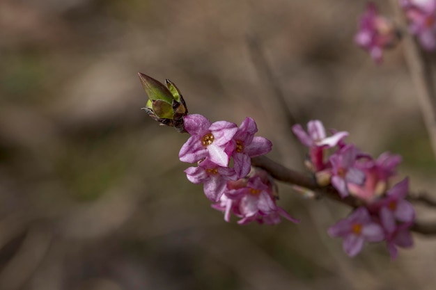 Ramo com flores rosa de Daphne mezereum Mezereon fevereiro daphne spurge louro ou spurge oliveira Primeiras flores no início da primavera na floresta Arbusto selvagem venenoso Closeup