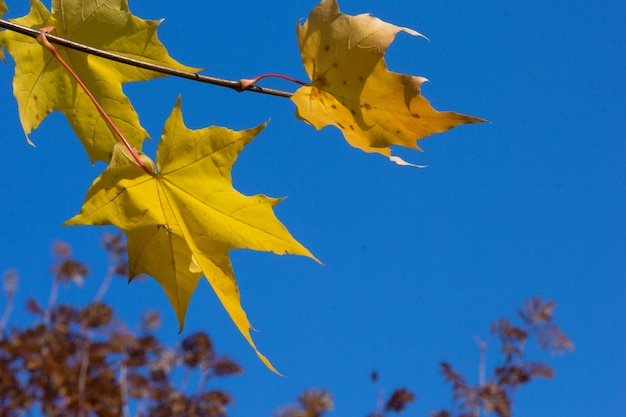 Ramo com folhas amarelas no fundo do céu azul no parque outono