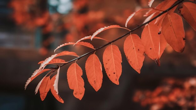 Ramo com folhas de outono laranja