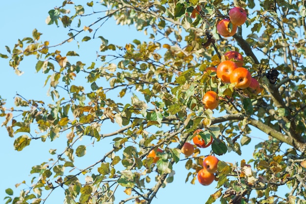 Ramo com maçãs amarelas vermelhas na macieira no outono contra o céu azul Frutos suculentos maduros de maçã