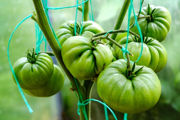 Ramo com tomates verdes encaracolados