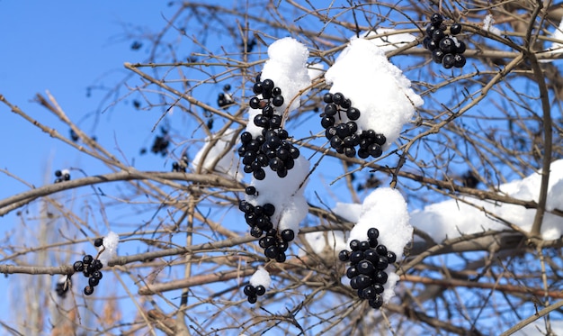 Ramo congelado de Aronia com bagas pretas e neve no fundo do céu azul claro